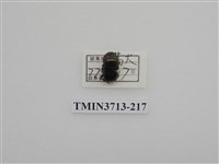 藏品(金龜子科)的圖片